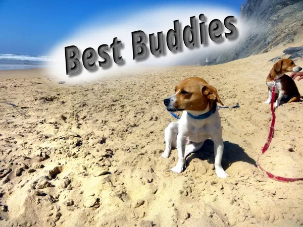 best buddies